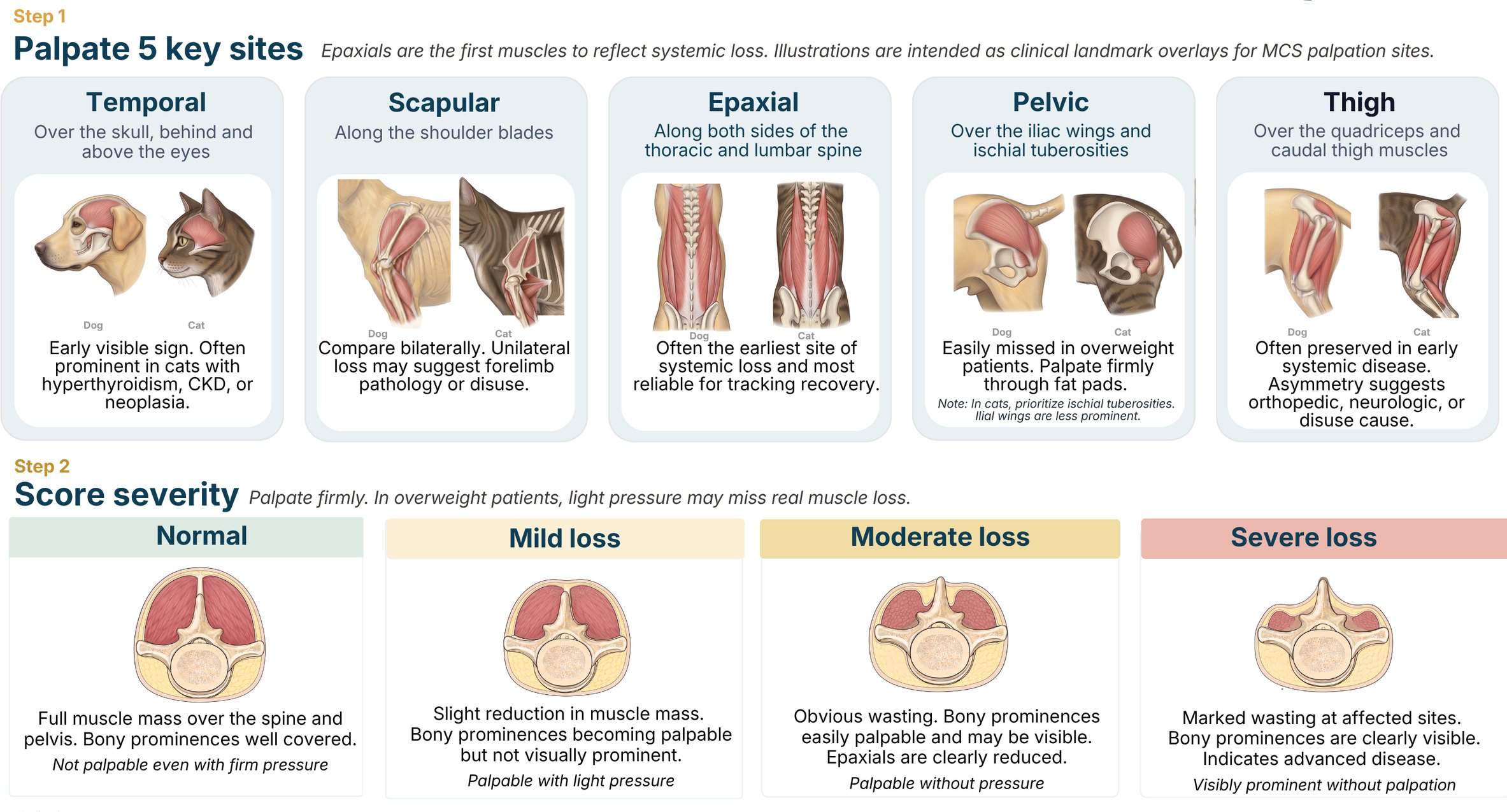 Muscle condition scoring chart for dogs and cats, showing the five places to feel for muscle and the four grades from normal to severe loss